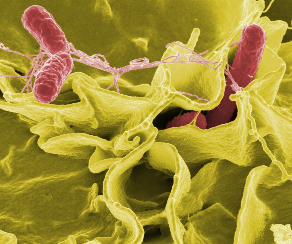 salmonella virusu nedir nasil bulasir belirtileri nelerdir